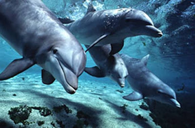 dolphins bottlenose 12 Kisah heroik binatang yang menyelamatkan hidup manusia