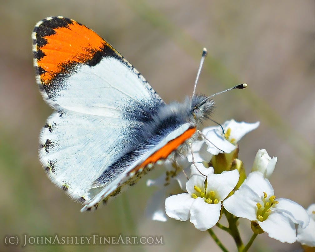 Sara orangetip butterfly (c) John Ashley Sara orangetip butterfly (c) John Ashley