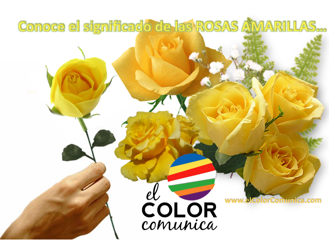 te regalo esta rosa la encontre en el camino