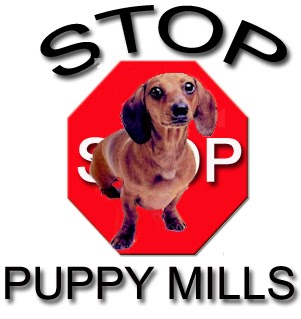 local pet stores that sell puppies i m of a big deal talking points out 46 pet local pet stores that sell puppies i m of a big deal talking points out 46 pet