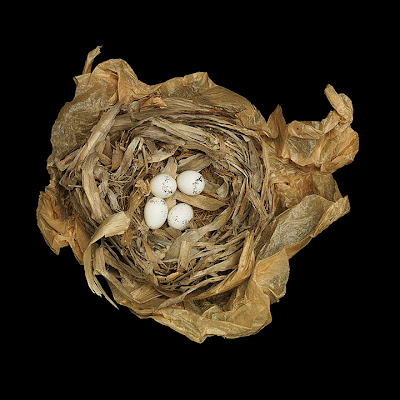 Birds Nests Photography by Sharon Beals Seen On www.coolpicturegallery.us Birds Nests Photography by Sharon Beals Seen On www.coolpicturegallery.us