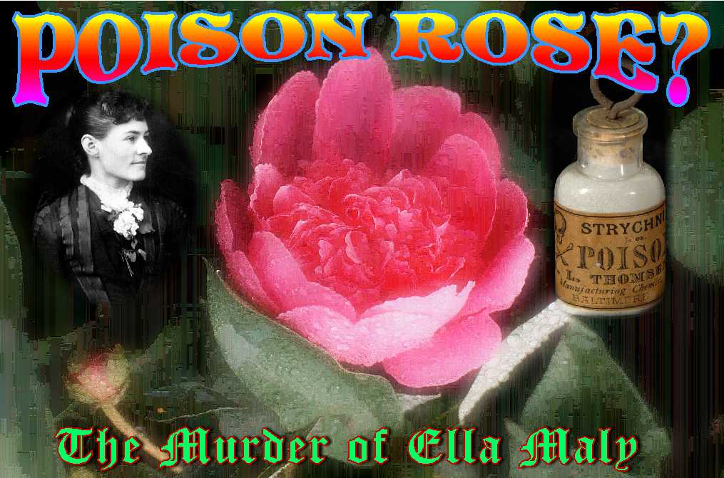 History and Politics by Dennis A. Wilson POISON ROSE