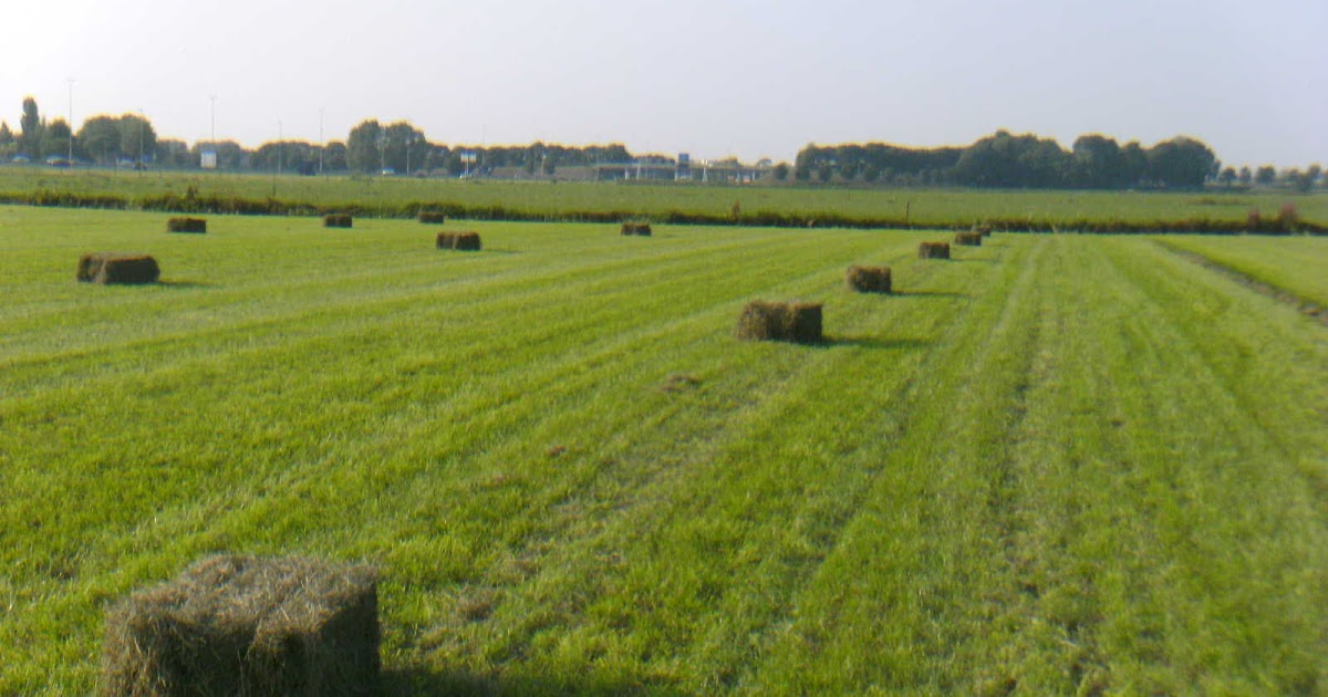 Bij Jolanda thuis Hooi en stro
