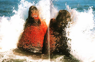 Морские слоны