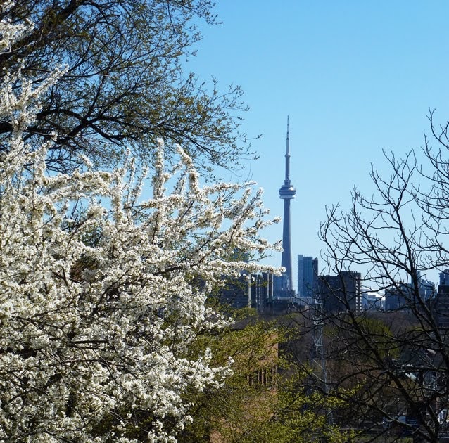 Occasional Toronto Spring In Toronto