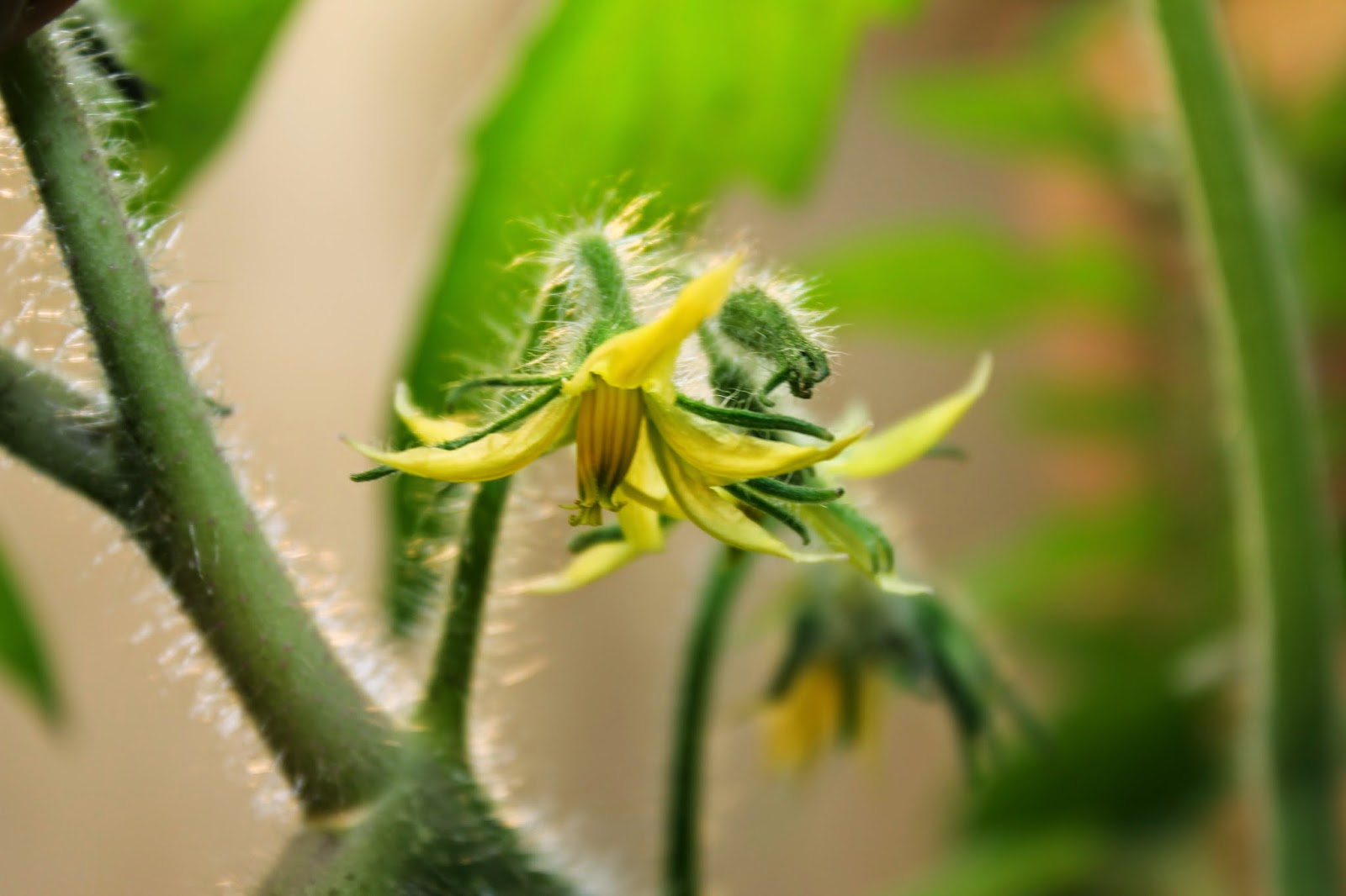 Pollinating Indoor Plants Without Bees &amp; Cloning Tomato