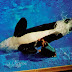 Concerning Orcas: SeaWorld continues to face backlash from... Everyone.