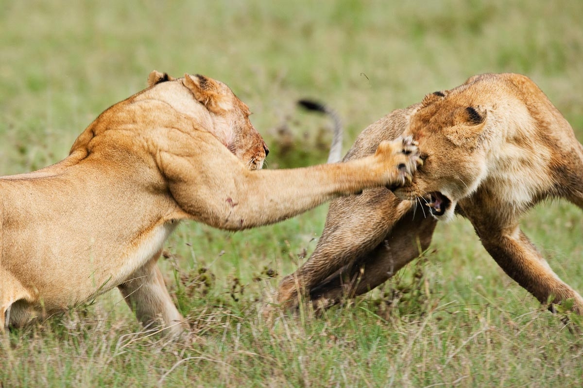 Baby Lion Playing