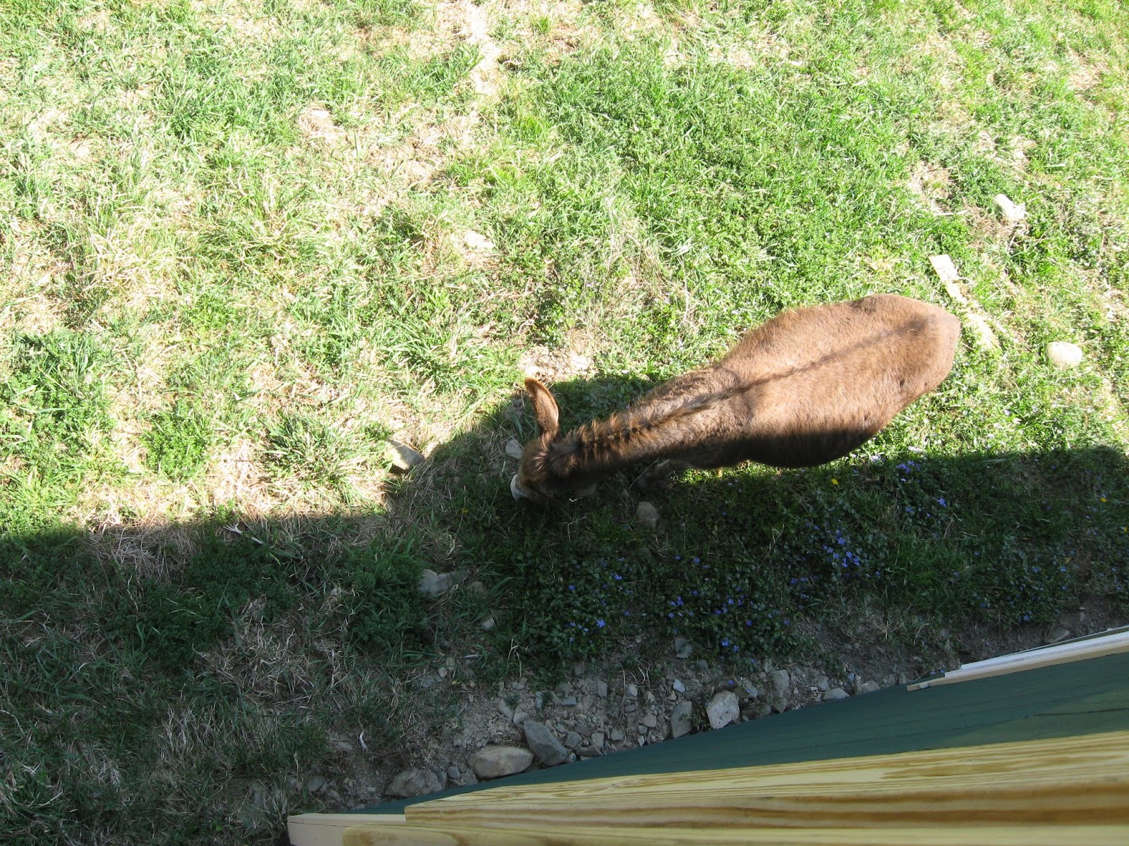 The Dancing Donkey The Best WeedEater