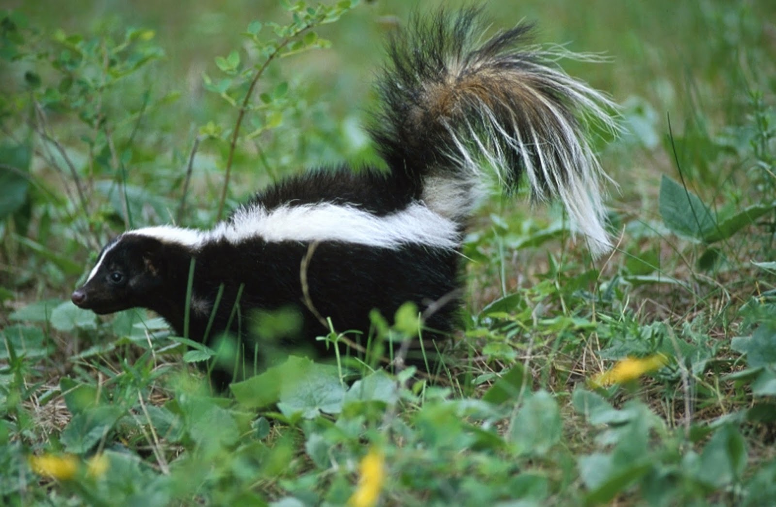How Long Does A Skunk Smell Last For at Jaime King blog