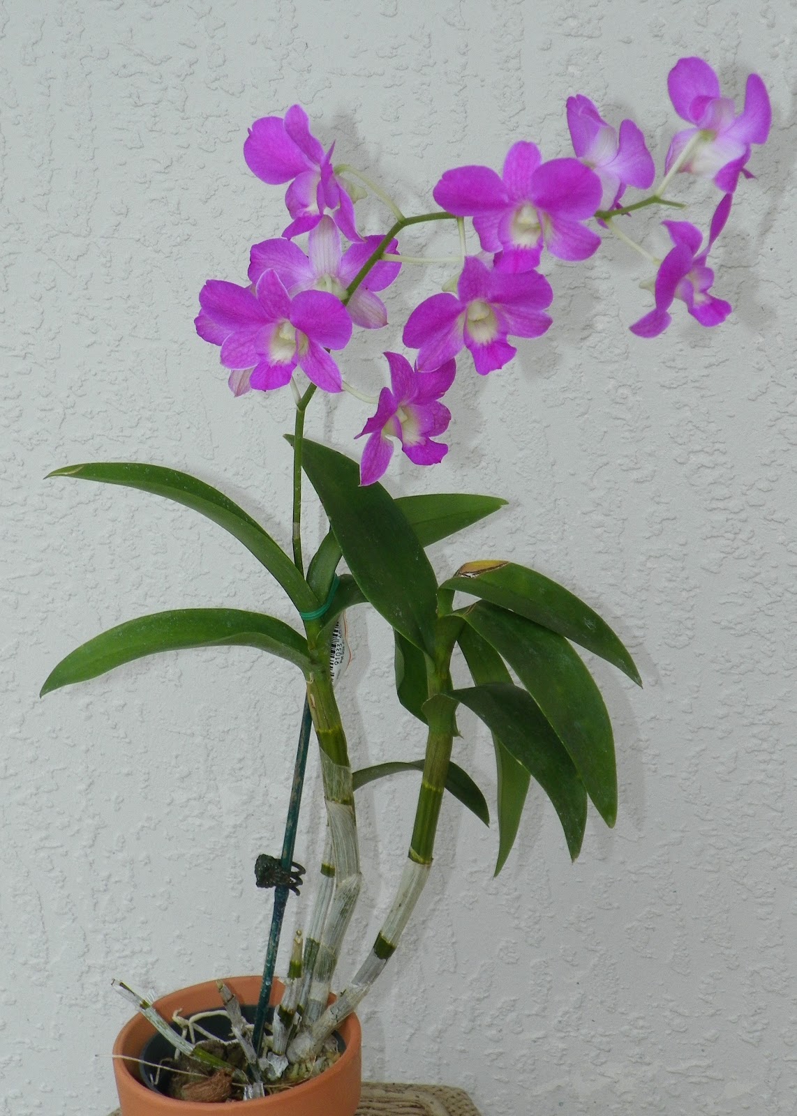Types Of Dendrobium Orchids Types Of Dendrobium Orchids