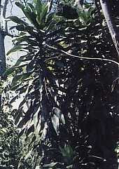 Daun Andong (Cordyline fruticosa (L) A. Cheval.)...!!! http://indonesiatanahairku-indonesia.blogspot.com/