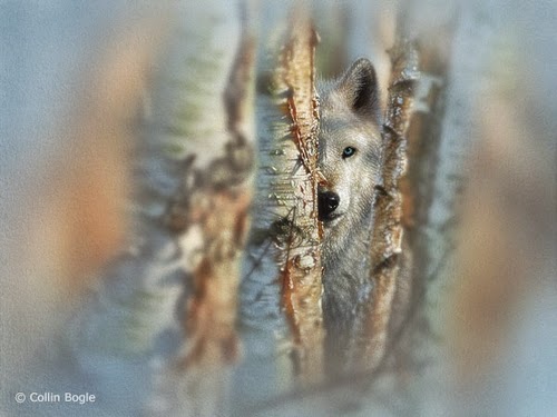 12-White-Wolf-Collin-Bogle-Animal-Wildlife-in-Art-www-designstack-co
