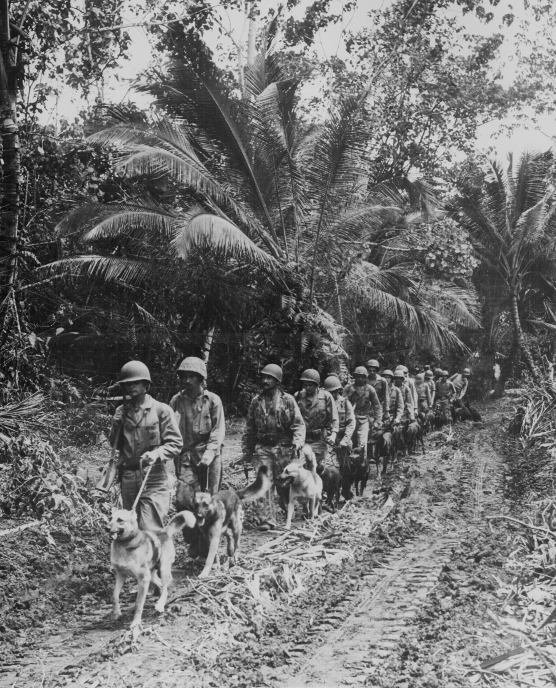 war dogs tangled trees war dogs war dogs tangled trees war dogs