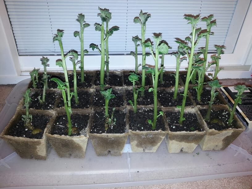 Pittsburgh Backyard Farming Growing Potatoes in a Barrel