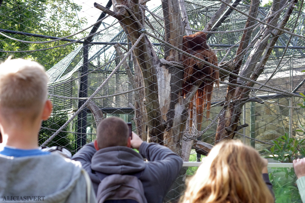 aliciasivert, alicia sivertsson, alicia sivert, berlin zoo, djurpark, djurhållning, instängda djur, djur i bur, cages, animal, animals, cage, orangutang
