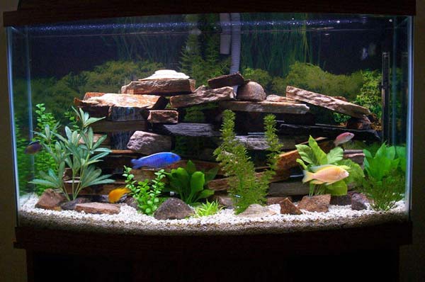 fish tank the animal life fish for fish tanks 600x398 fish tank the animal life fish for fish tanks 600x398