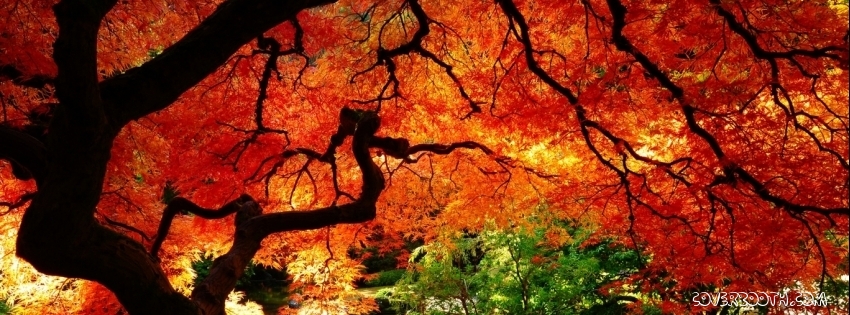 Autumn Graphics Picture: Autumn Facebook Pics