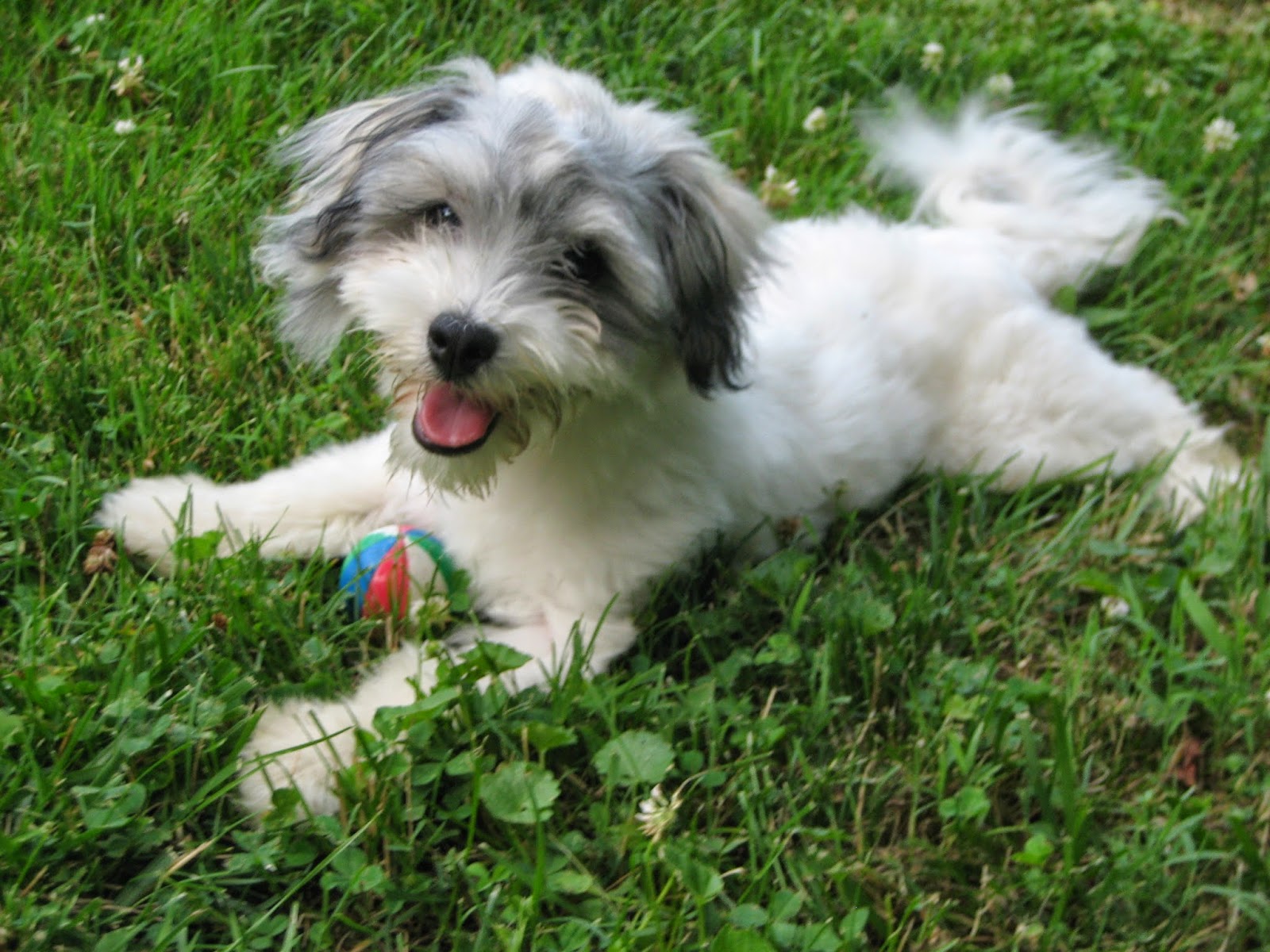 havanese breed of the jungle havanese dogs the insular breed havanese breed of the jungle havanese dogs the insular breed