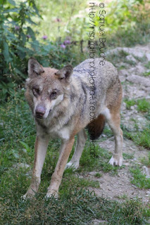 loup blessé et dominé oeil crevé omega