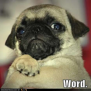 Funny DOG Pictures
