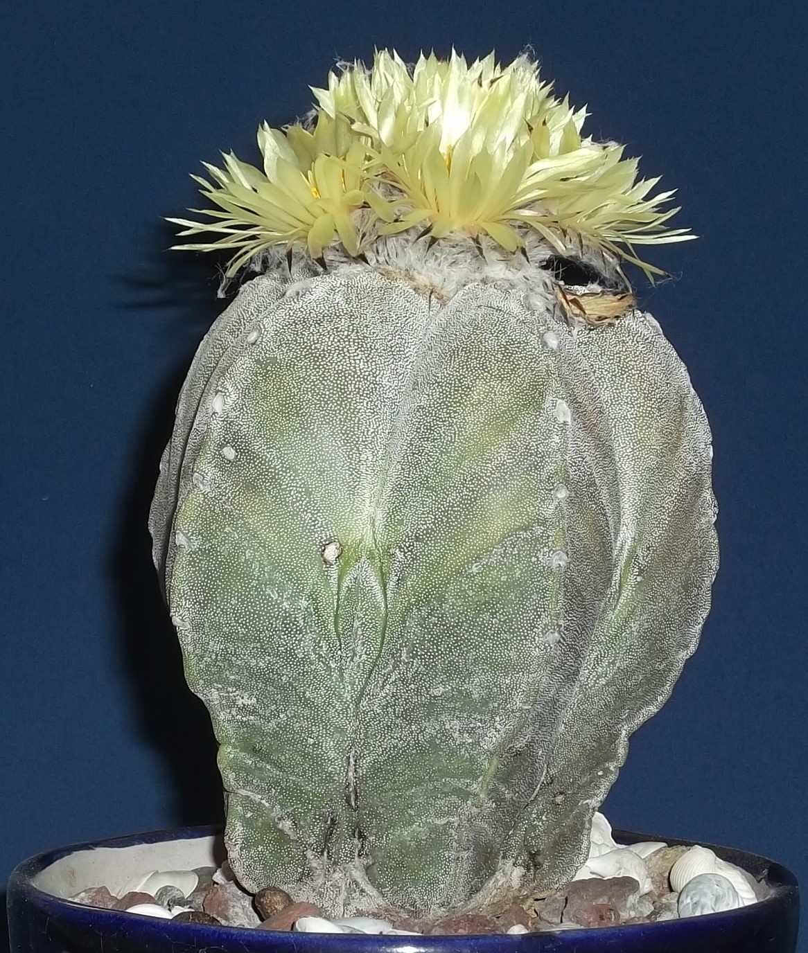 Álbumes 103+ Foto Plantas Que Se Cierran Al Tacto Lleno