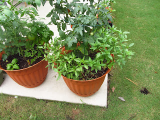 What's wrong with my basil? This picture is before any problems What's wrong with my basil? This picture is before any problems