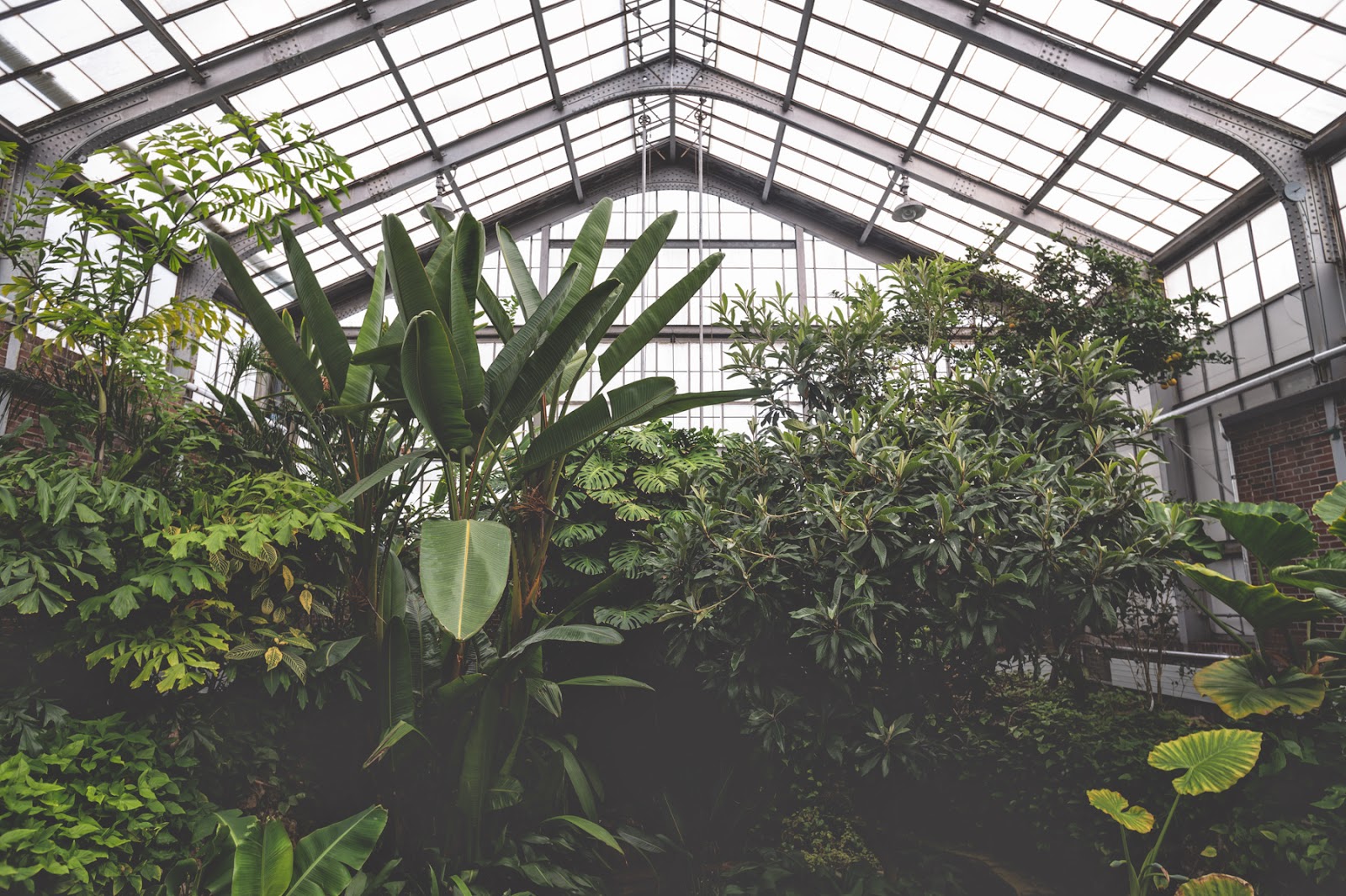 Climbing The Fence Cleveland's Greenhouse A blog of photos and