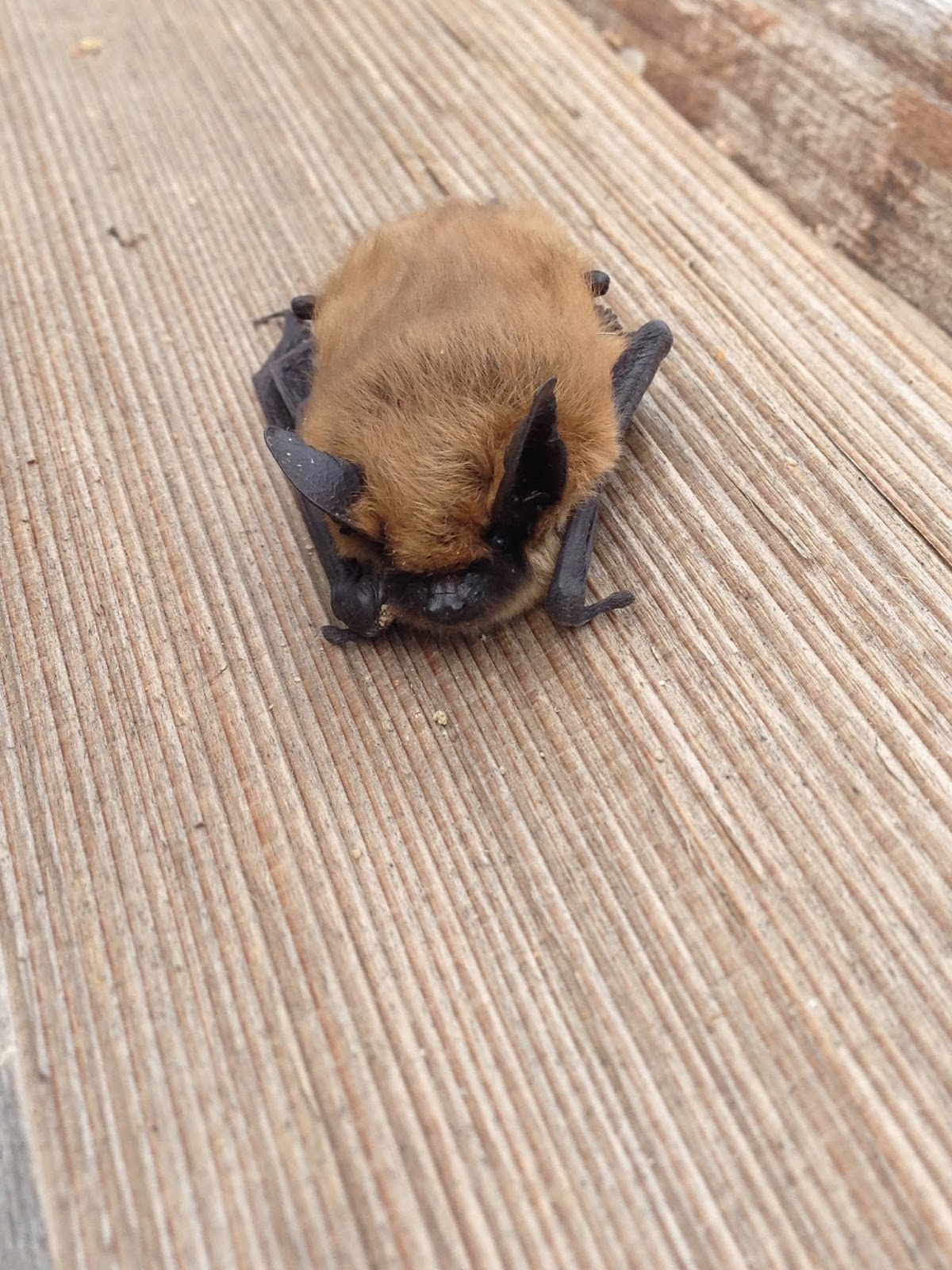 Front Range Colorado Naturalist Bats!