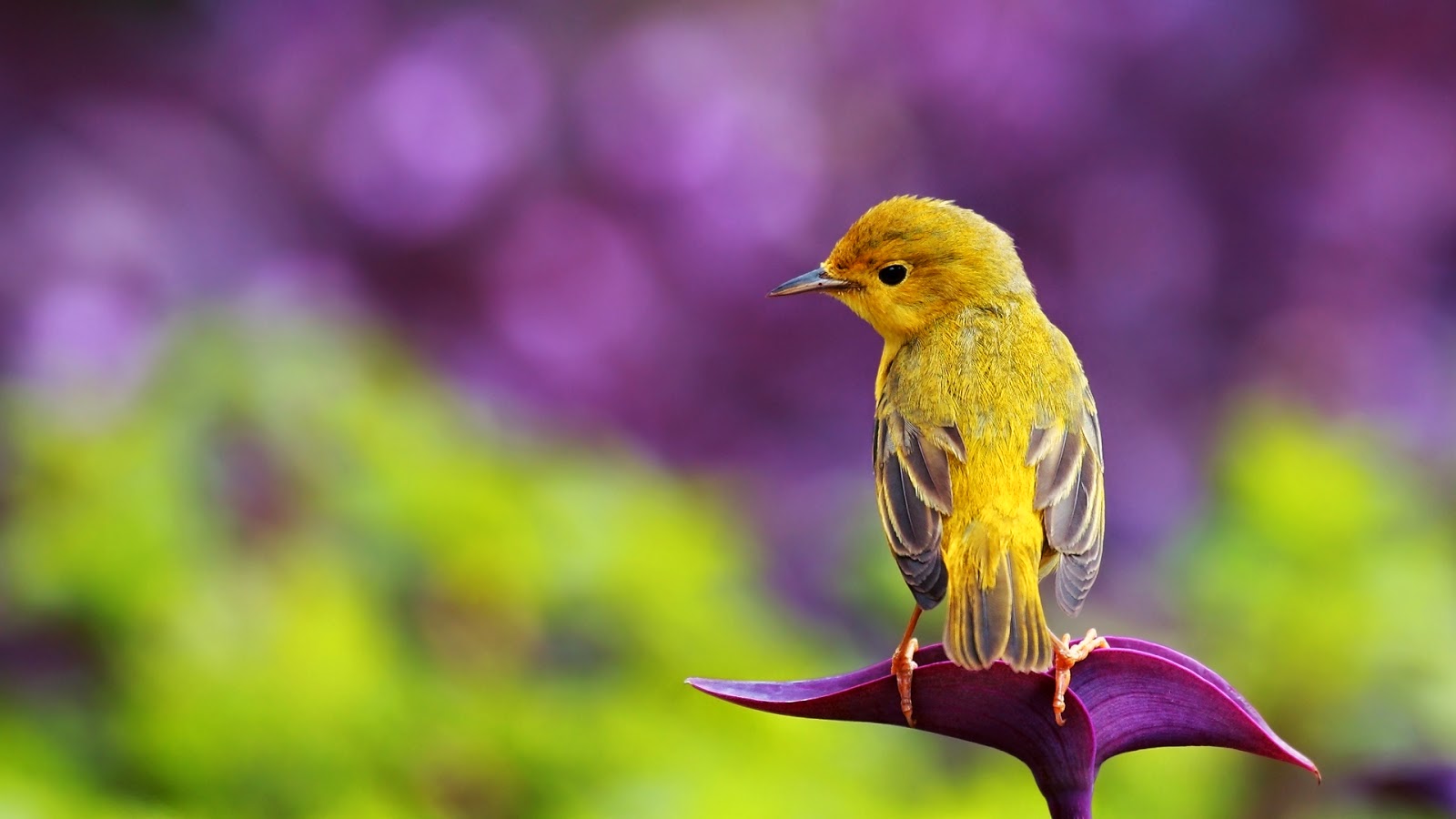 Bird Widescreen