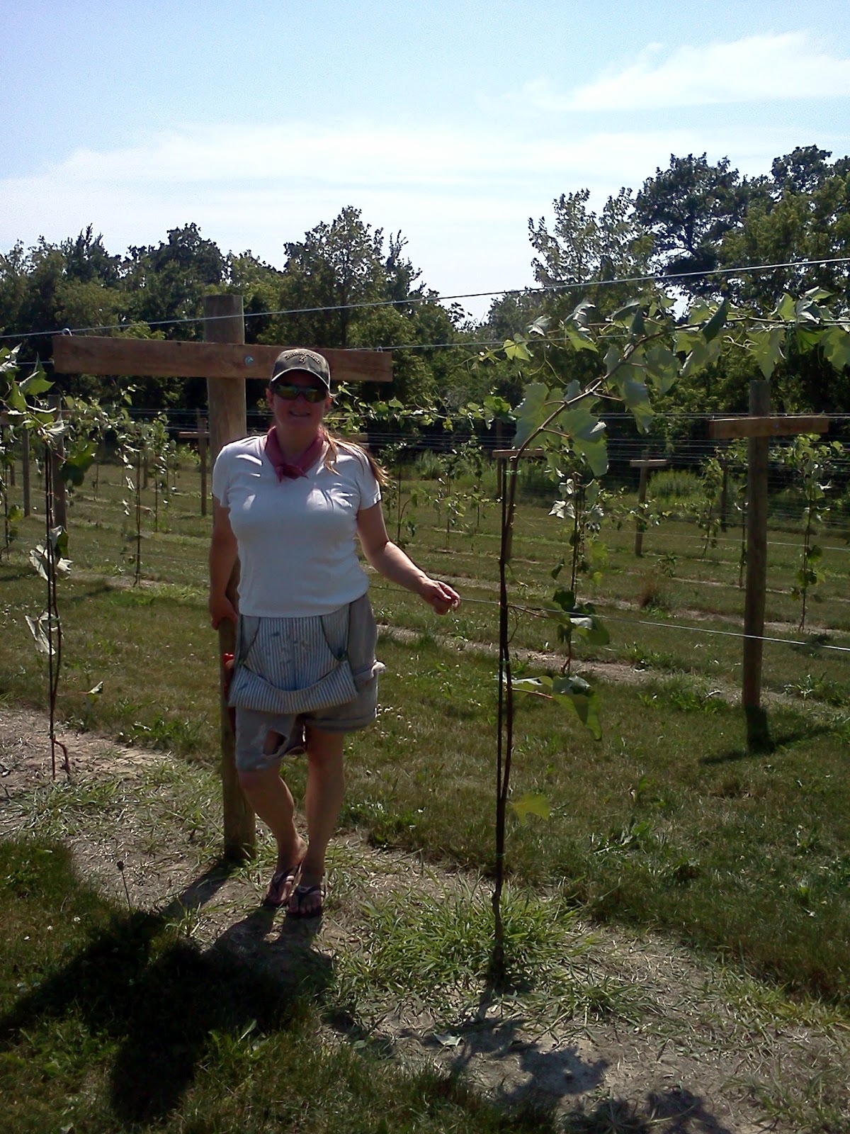 Bluff Stone Vineyard Completing The Geneva Double Curtain Trellis