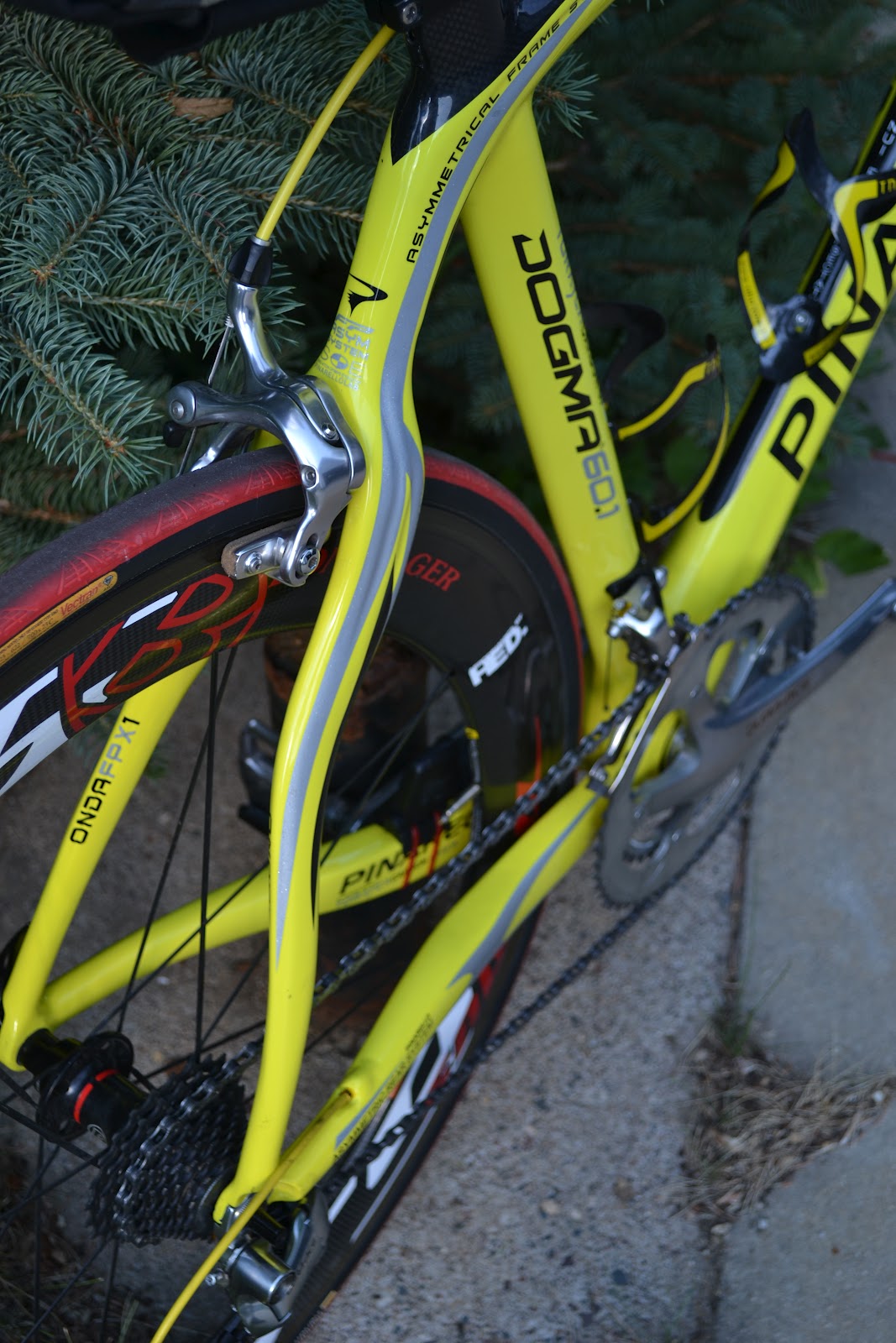chinarello dogma