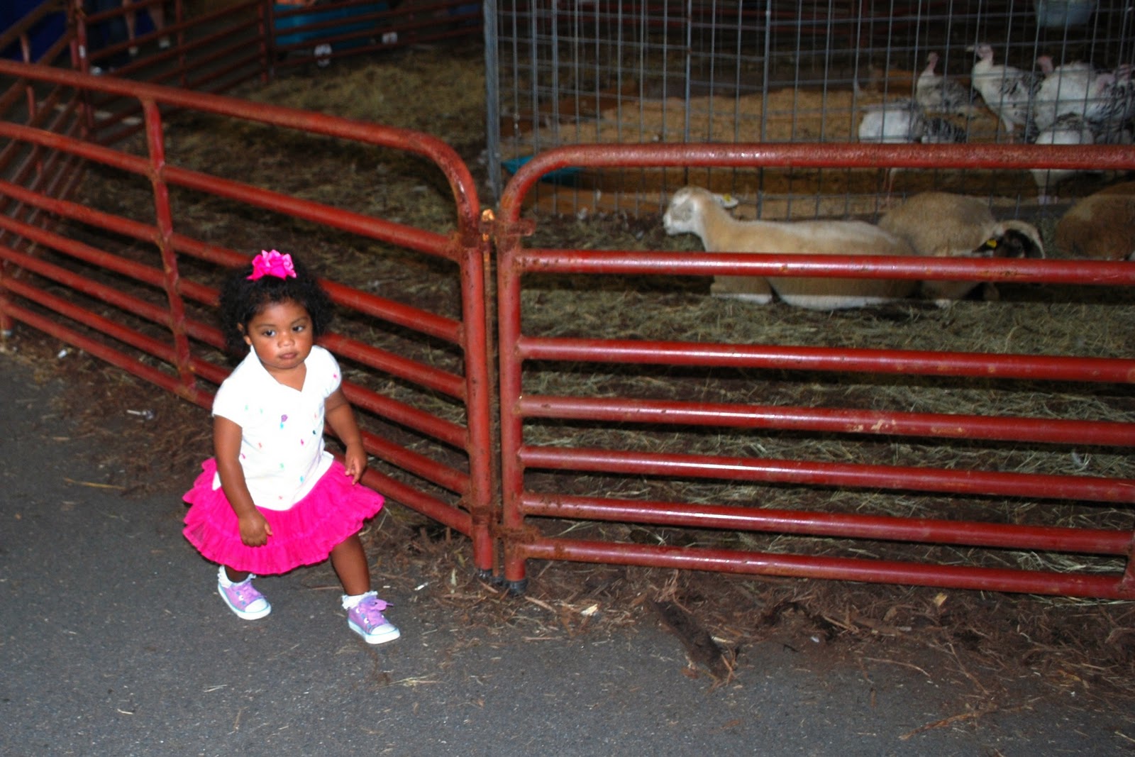 Ox Poop