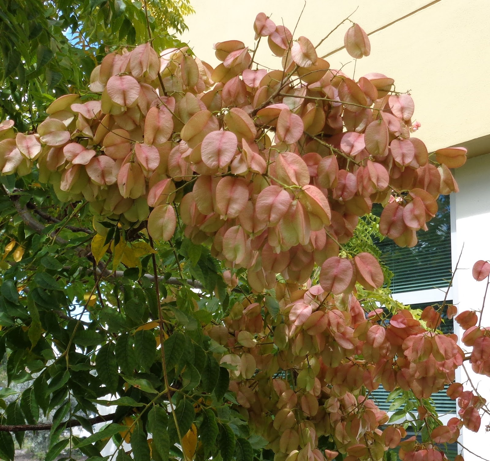 University of Florida/IFAS Charlotte County Extension 2015