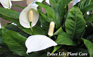 Peace Lily Plant Care Tips