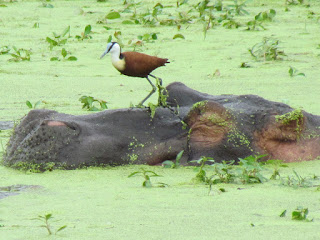 Krugerpark en wildlife