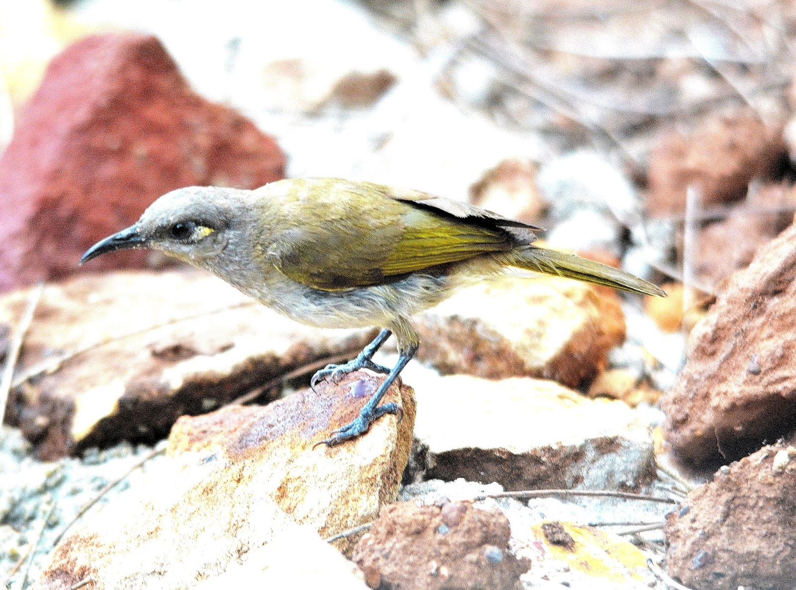 Gympie&District Field Naturalists BIRDS MYALL PARK BOTANICAL GARDENS