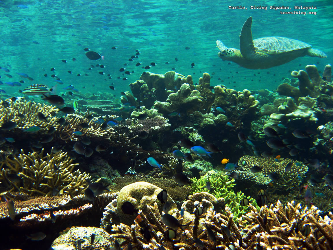 http://4.bp.blogspot.com/-zH09lrI5cxw/TfkQ6zcNhyI/AAAAAAAAE48/C5hLBwTjU7I/s1600/tb_turtle_diving_sipadan_malaysia.jpg