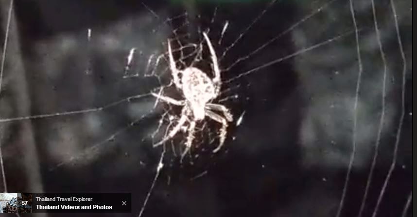 Thailand Spider Thailand Spider