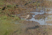 Water Pipit