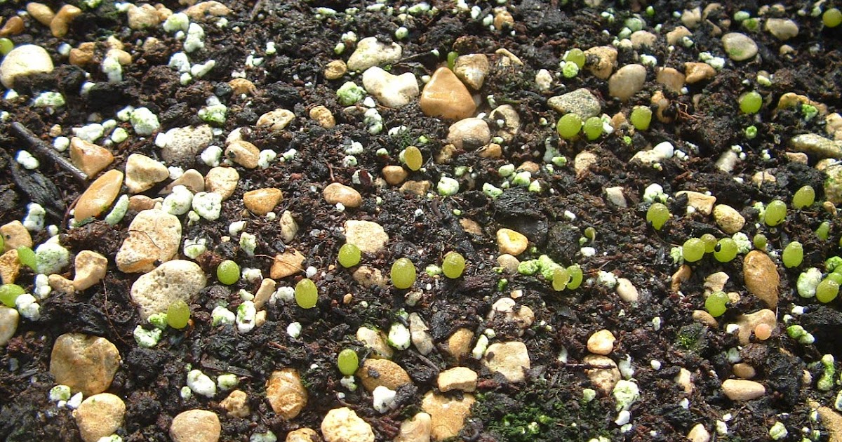 Sam Pedro's INSTRUCTIONS FOR GROWING CACTUS FROM SEED