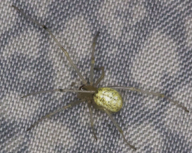Unidentified spider in an umbrella. Ladybird walk in Scadbury Park, 20 July 2011. Unidentified spider in an umbrella. Ladybird walk in Scadbury Park, 20 July 2011.