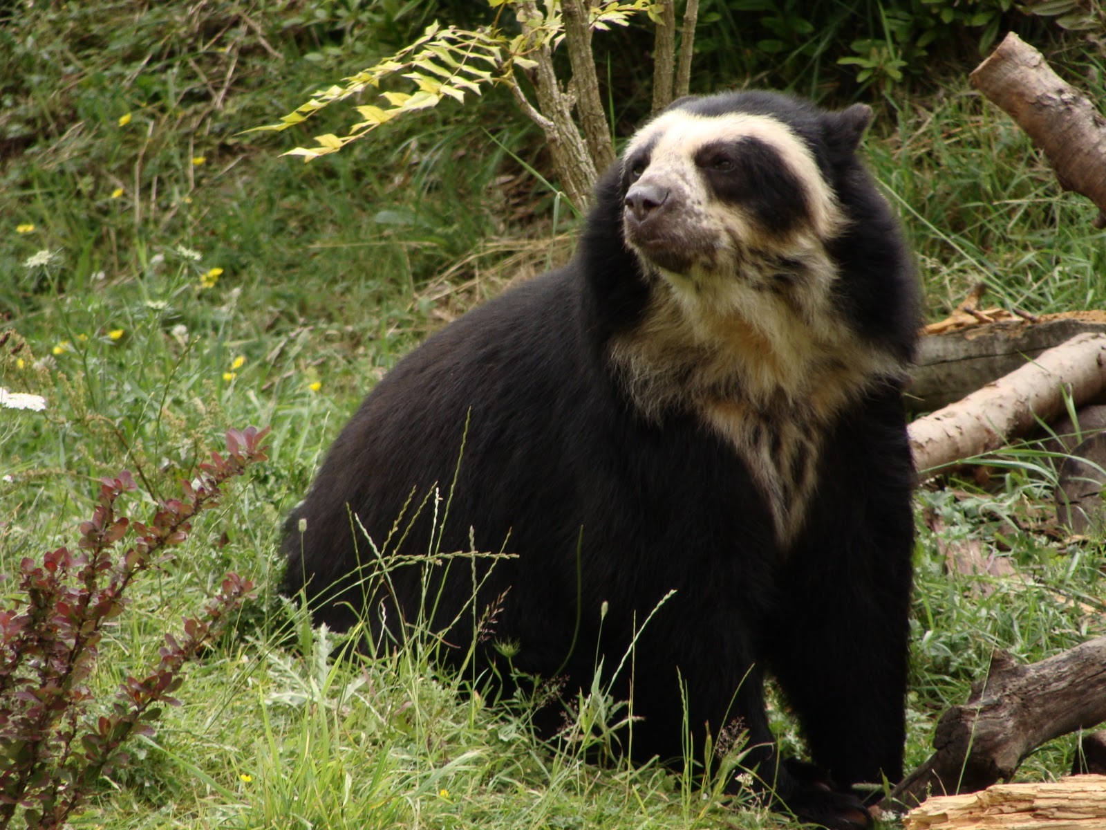 Spectacled Bear Animal Wildlife