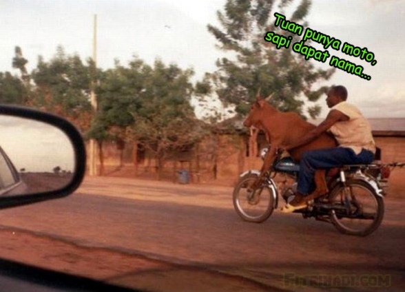 gambar lembu naik motor manusia tuan