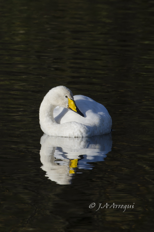 Cisne cantor, Cygnus cygnus, Whooper Swan Cisne cantor, Cygnus cygnus, Whooper Swan