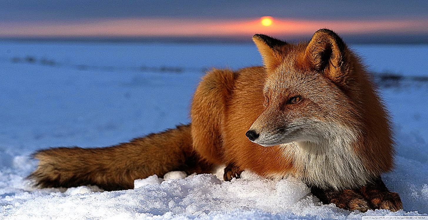 Fox Wallpaper Hd In The Sunset