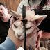 Riverview Sphynx cat found with dart in head