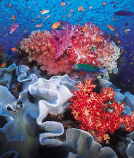 coral reef