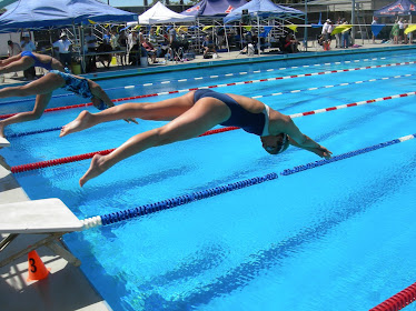 bearswimming