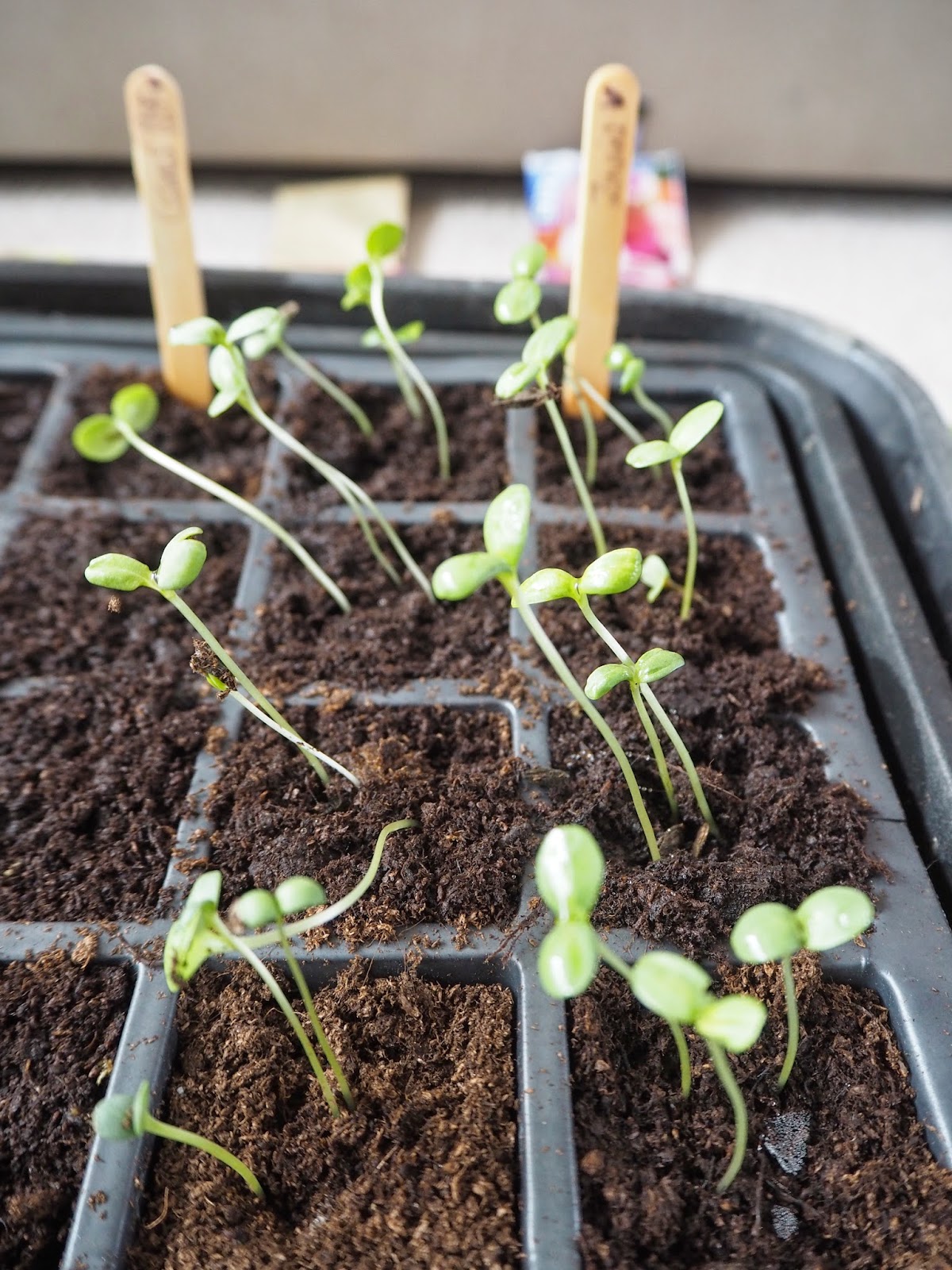 Spring Seed Planting How to Have A Cutting Garden Roses and Rolltops